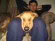 the pup sleeps tonight